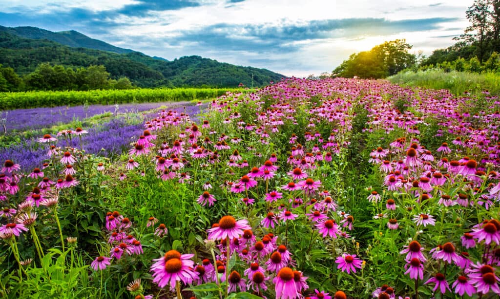 Kansas conservation easements help protect native plants, like echinacea.