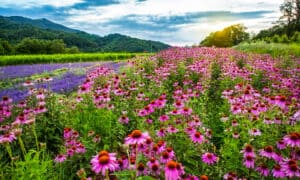 Discover Maine’s Planting Zones — Plus, 9 Keys to Keeping Flowers, Shrubs, and Trees Alive Picture