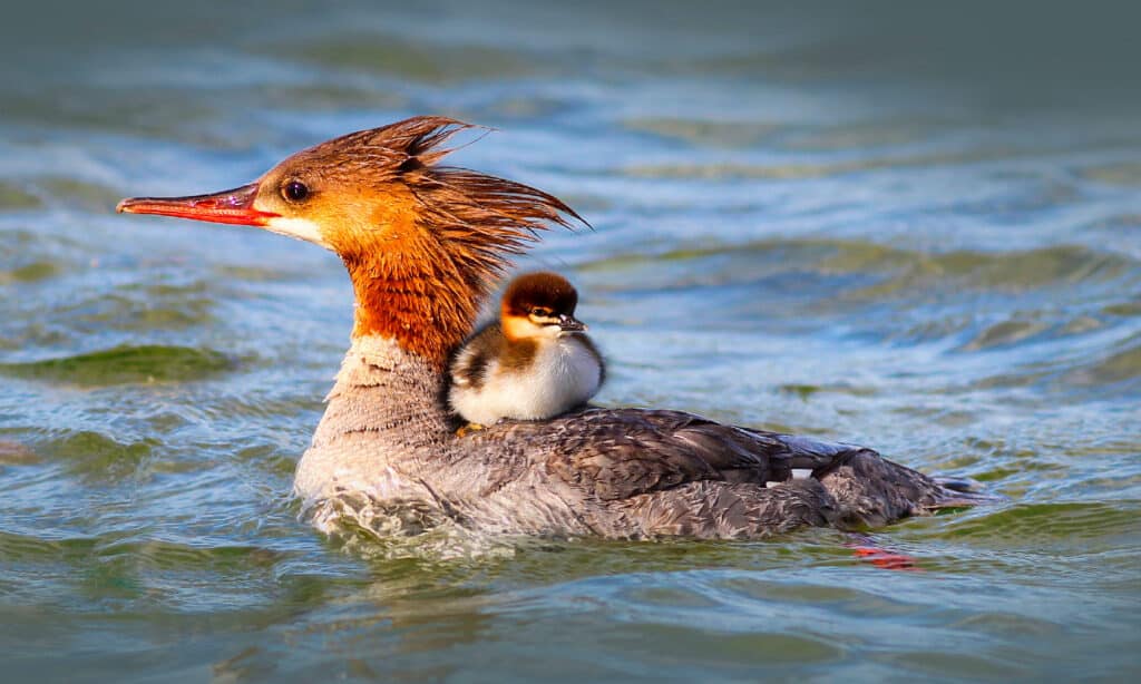 Common Merganser, Duckling, Hooded Merganser, Animal, Animal Family