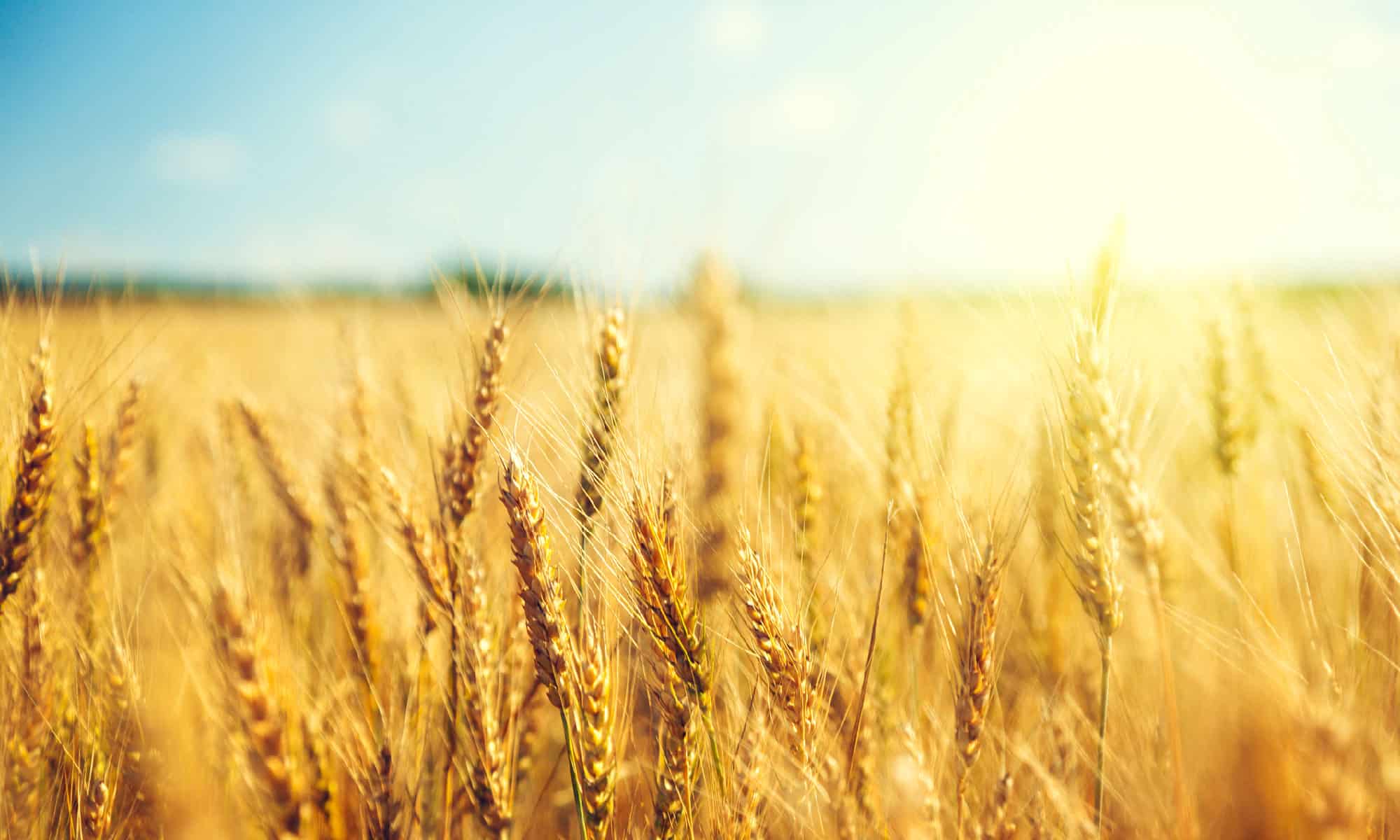 Wheat, Agricultural Field, Cereal Plant, Crop - Plant, Agriculture