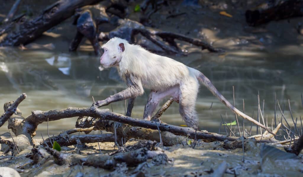 A white crab-eating macaque crossing a stream via a branch