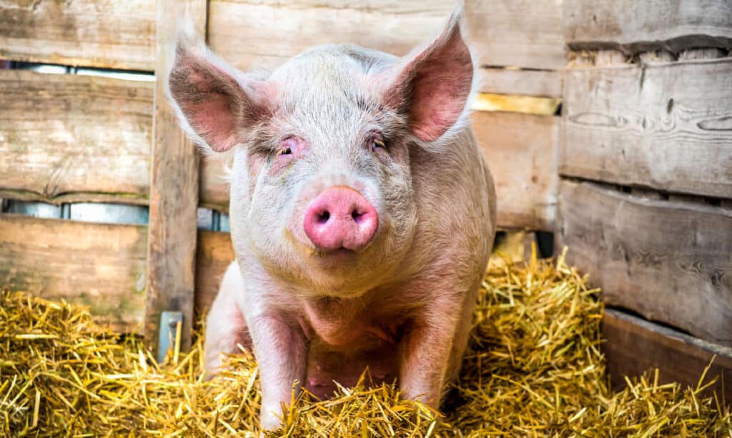 Yes, Pigs Can Swim! 5 Facts About These Surprisingly Strong Swimmers