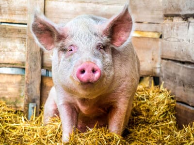 A Pig Quiz – Test Your Knowledge About These Smart Animals!