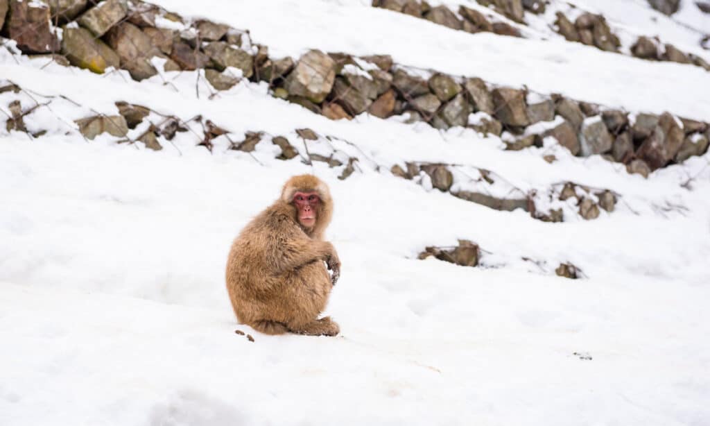 Monkey Poop: Everything You've Ever Wanted to Know - A-Z Animals