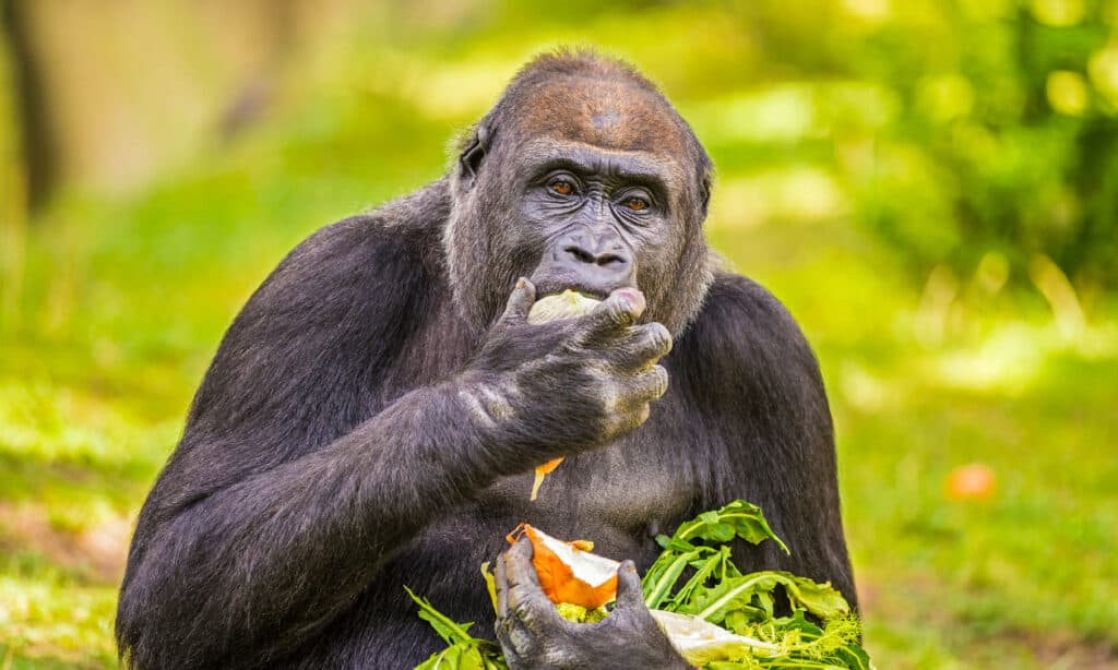 portrait of a gorilla eating fruits and vegetables. The gorilla is actively eating apiece of fruit , which it holds in its right hand. The gorilla is cradling leafy greens and the other 1/2 of the fruit in its left arm.  green background of grasses and vegetation. 