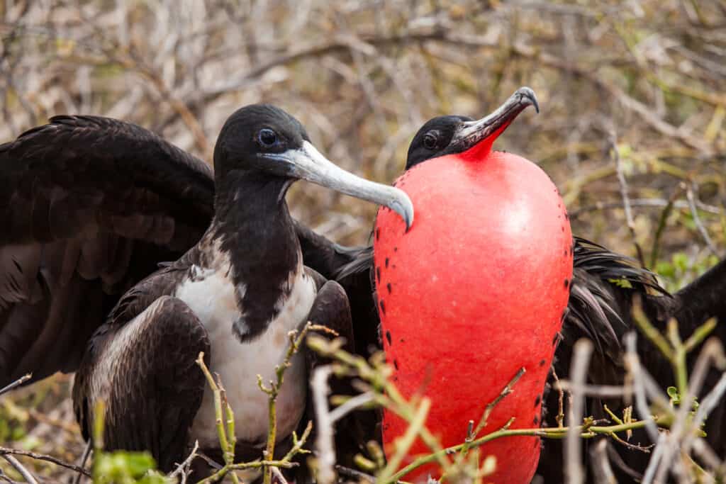 Frigatebirds