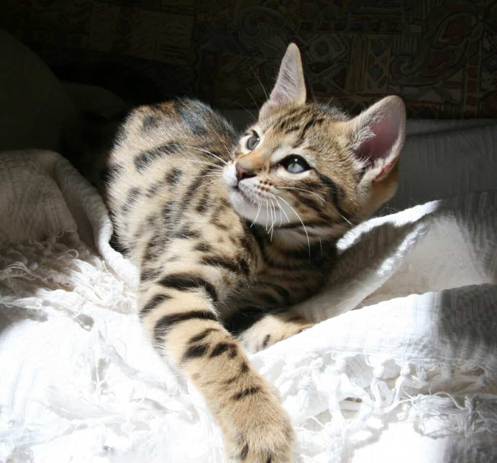 Cheetoh Cat kitten basking in the sunlight.