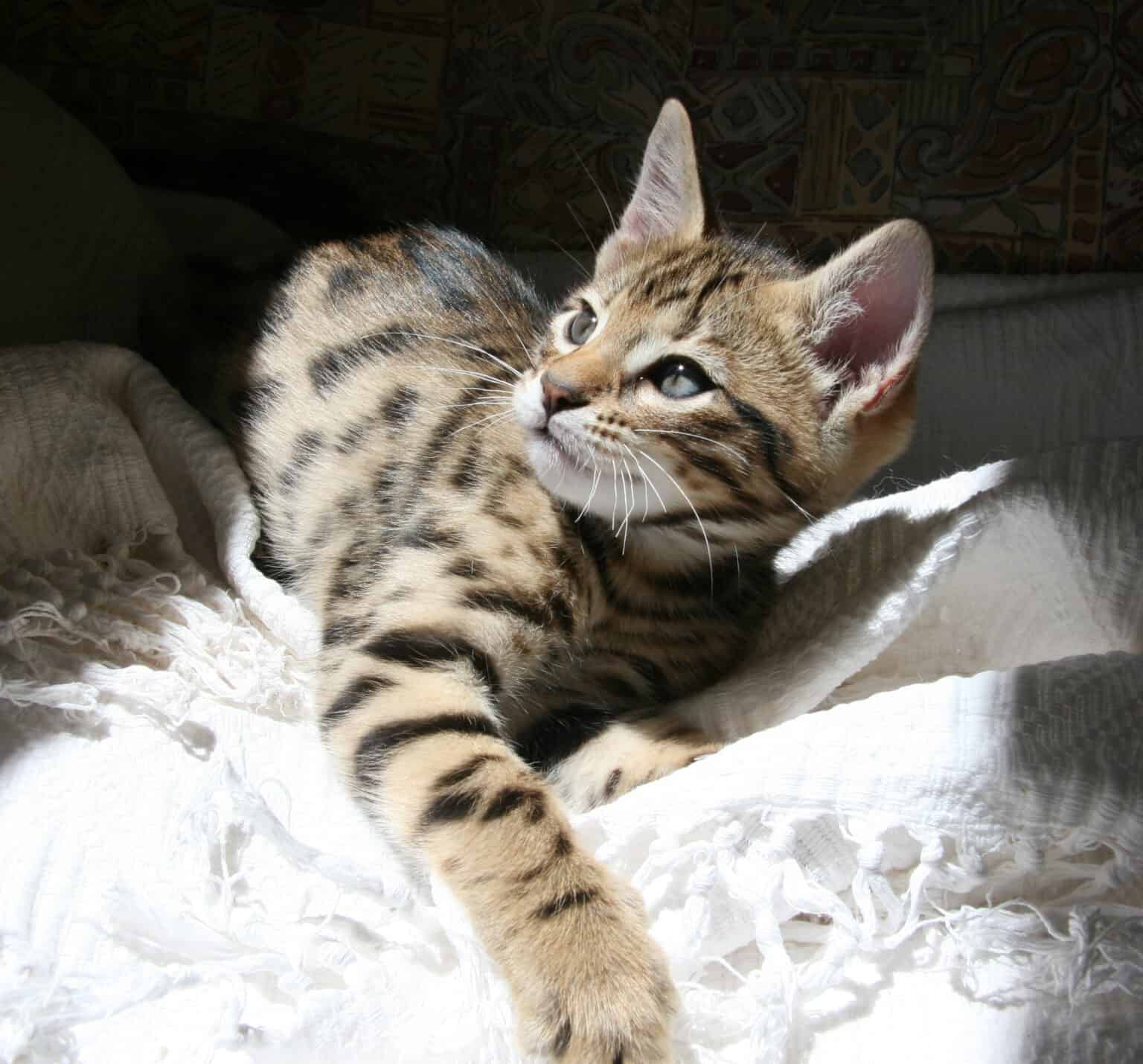 10 Domestic Cats That Look Like Tigers, Cheetahs, and Leopards - A-Z ...
