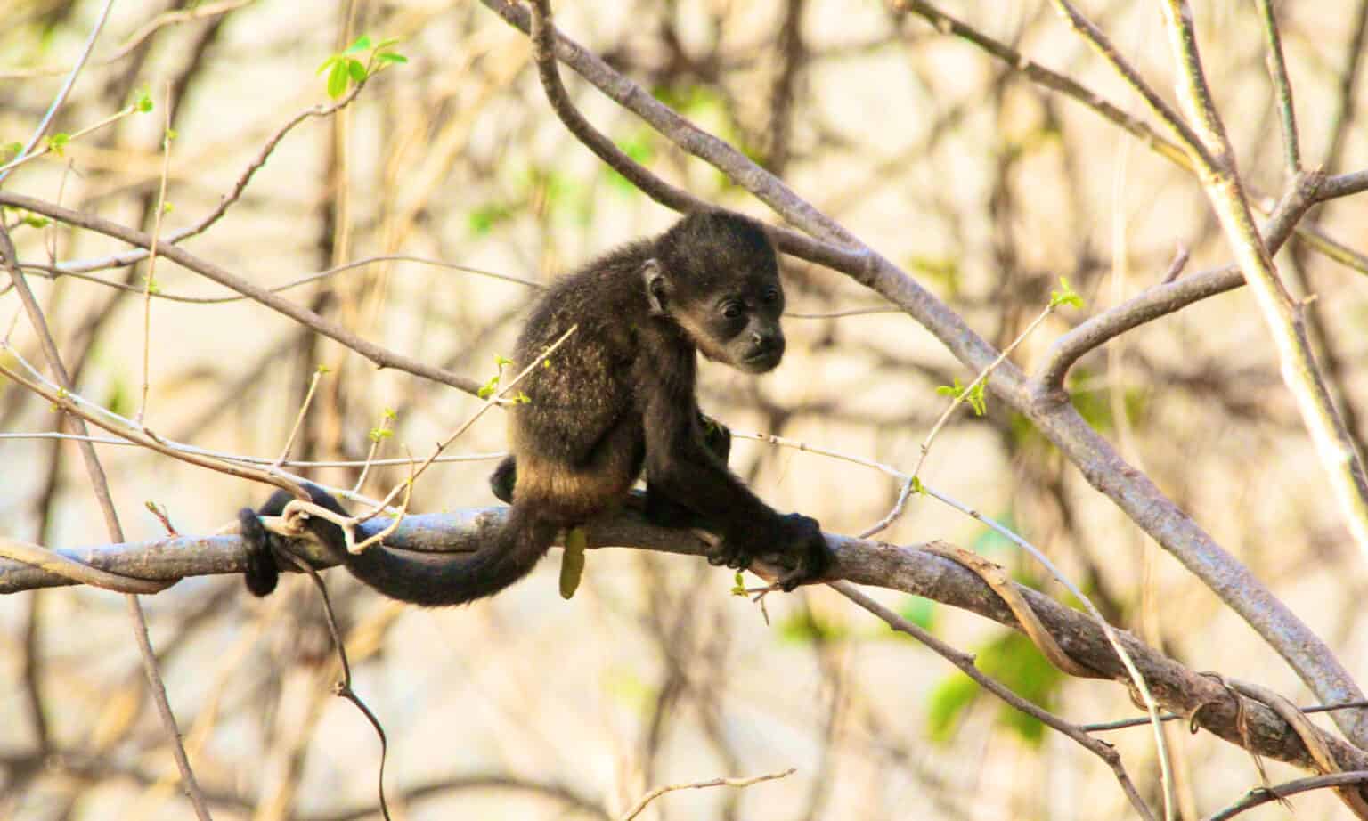 Monkey Poop: Everything You've Ever Wanted to Know - A-Z Animals