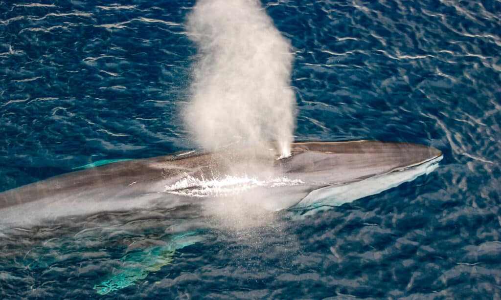 Fin Whale