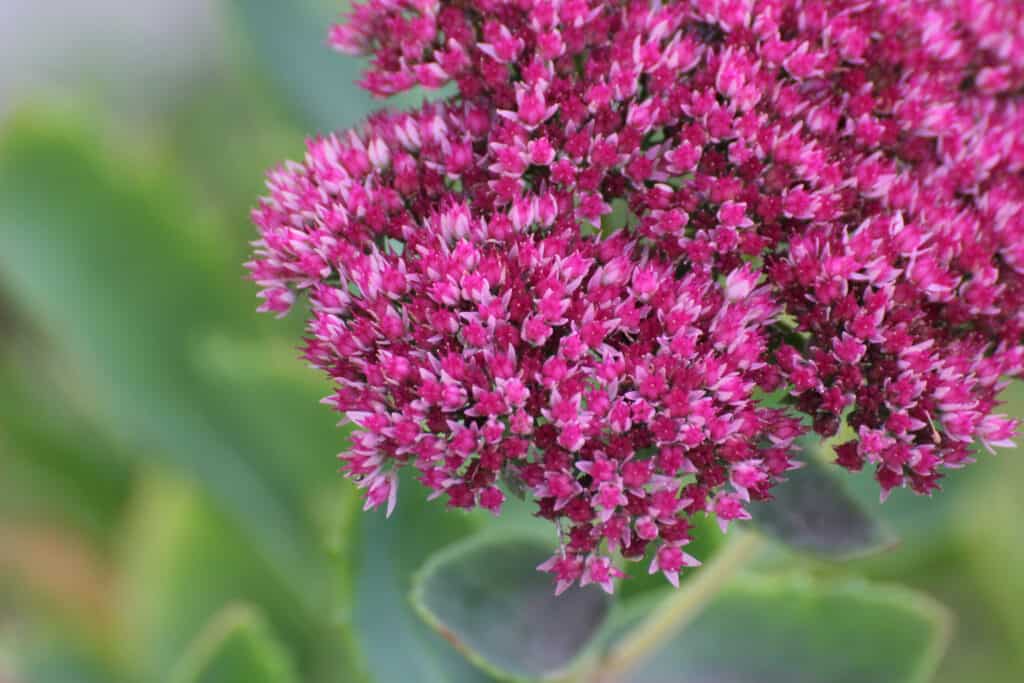 Best Perennial Flowers For Zone 5: Showy Stonecrop Sedum