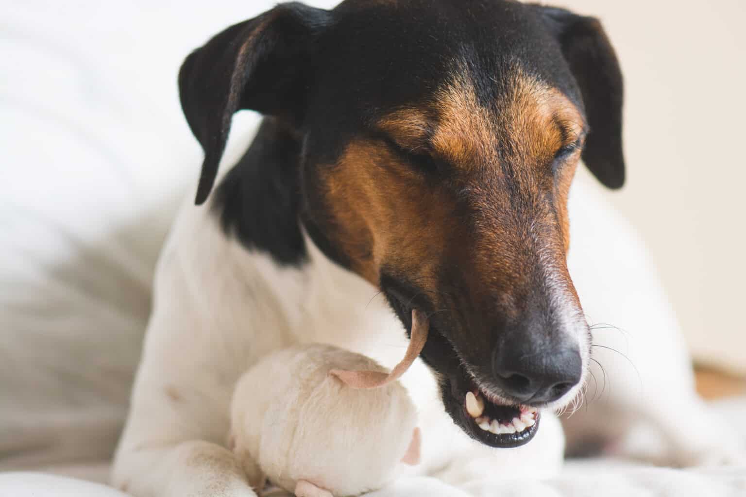 Toy Fox Terrier vs Chihuahua What Are the Differences? AZ Animals