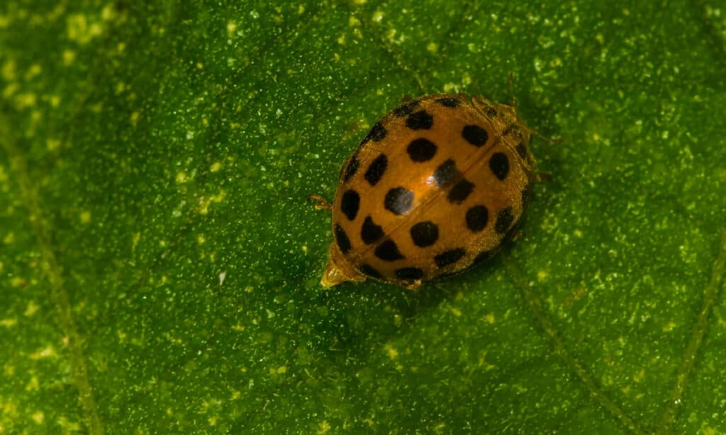 yellow ladybug poop