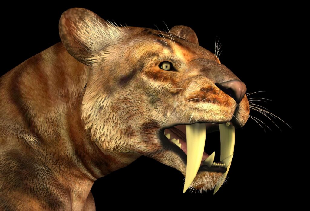 Saber-tooth cat on a black background.