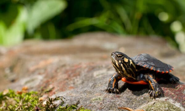 How to Care For a Baby Turtle, Your Complete Guide