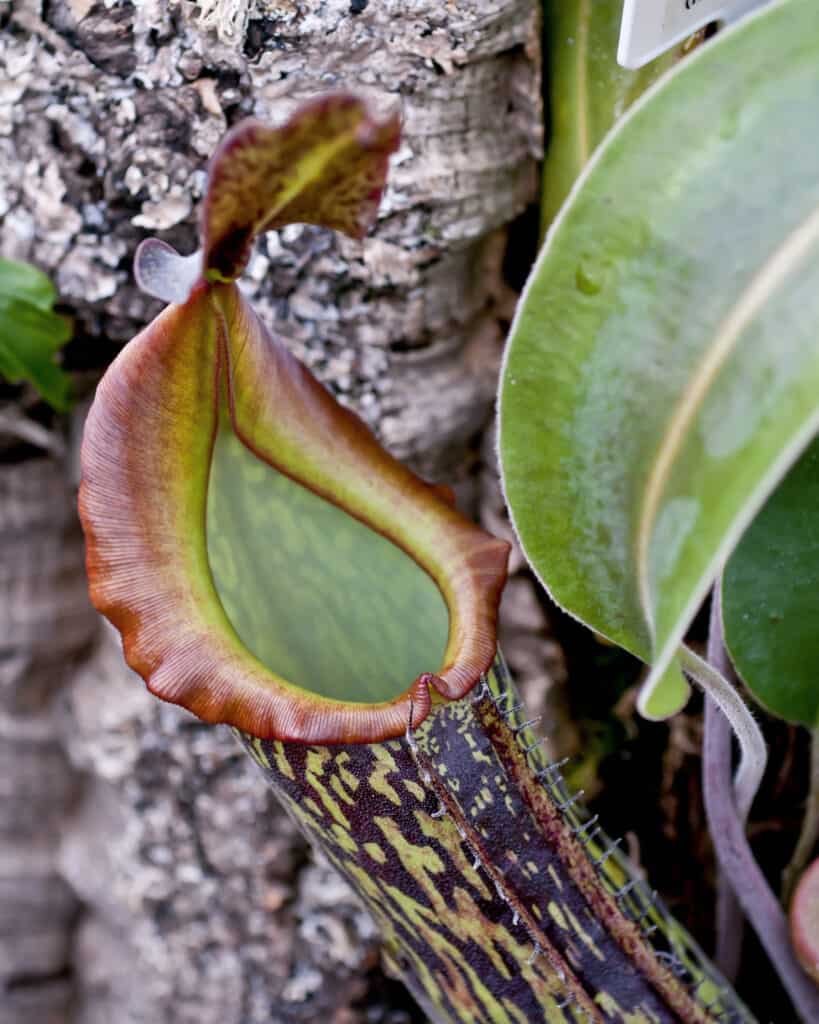 Nepenthes rajah carnivorous pitcher plant