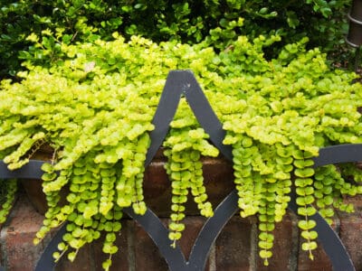 A Is Creeping Jenny Perennial Or Annual?