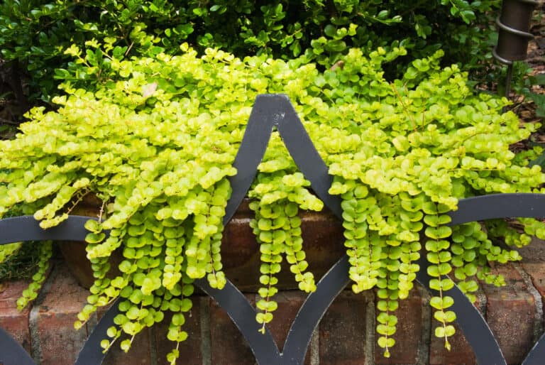 Creeping Jenny overhaning fence