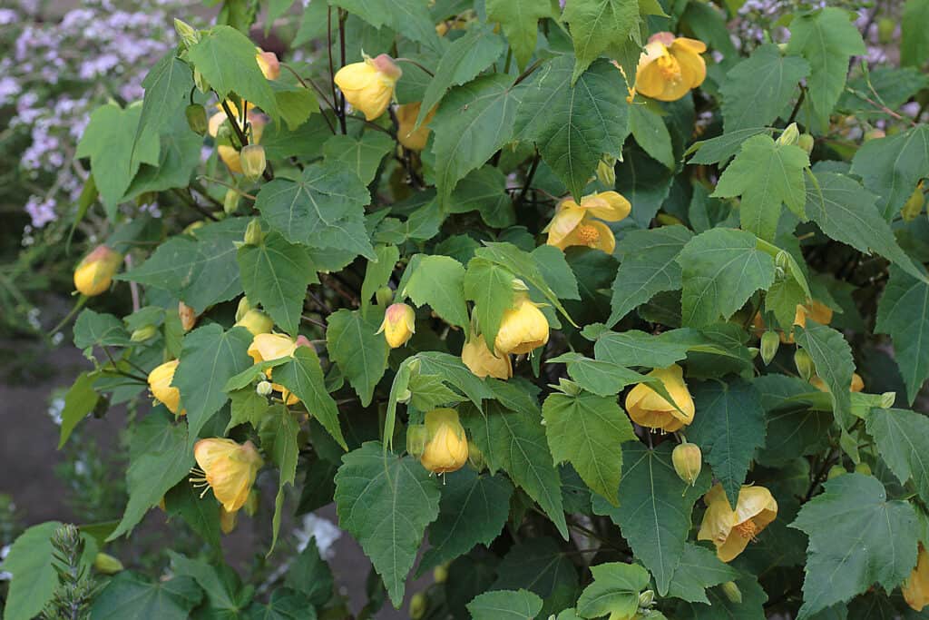 Abutilon 'Cloth of Gold' blossom