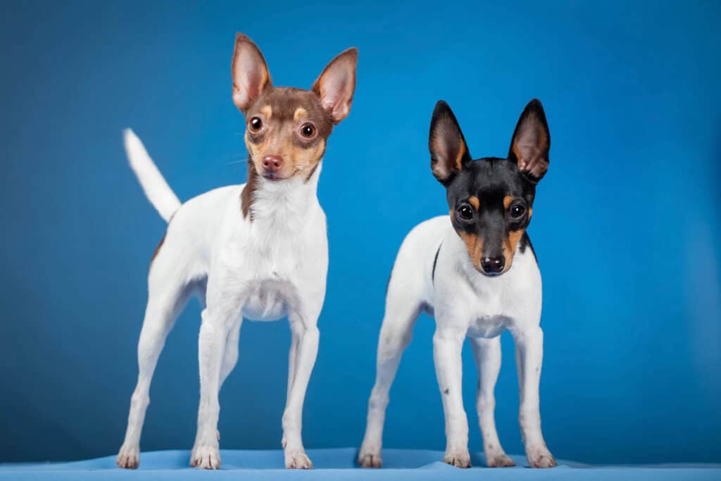 Toy fox sale terrier hypoallergenic