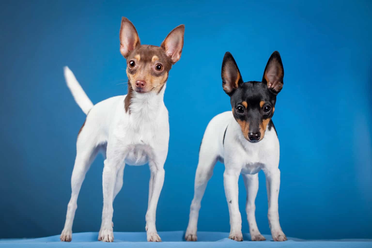 Toy Foxterrier vs. Foxterrier Was sind die Unterschiede? TUNLOG