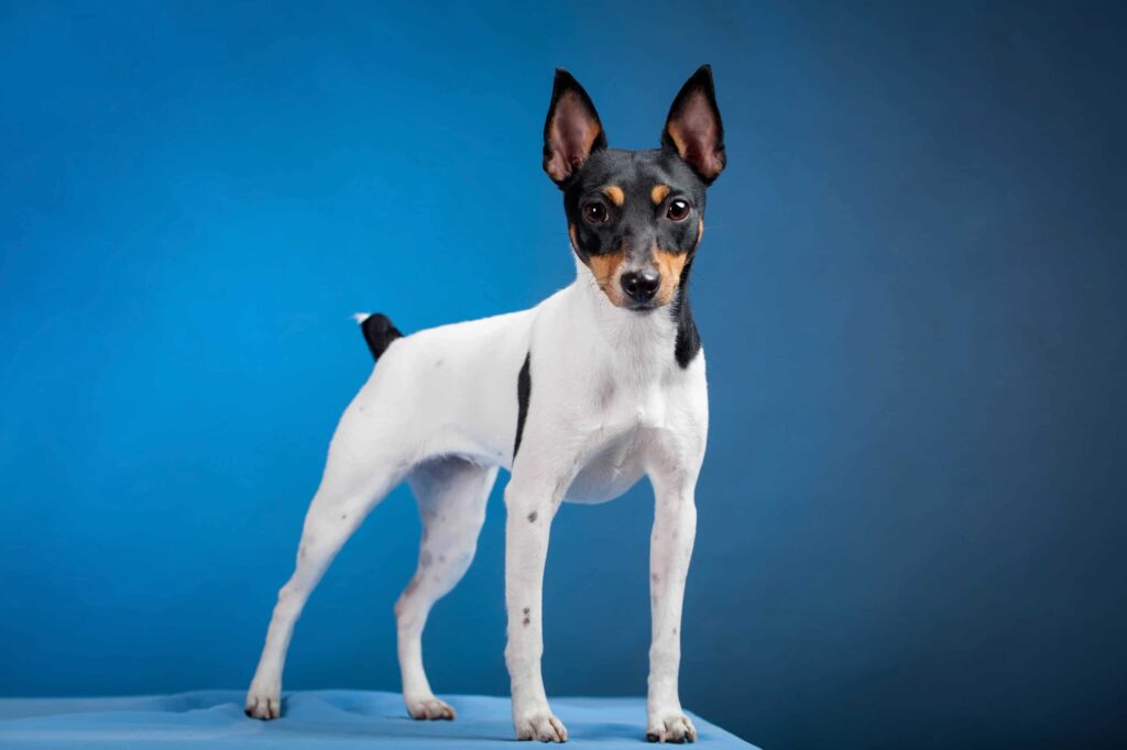 do toy fox terriers have docked tails