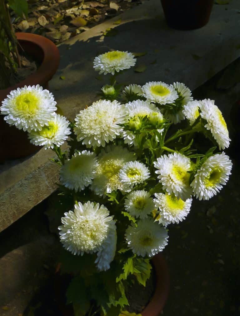 China Aster , Callistephus Chinensis Flowers