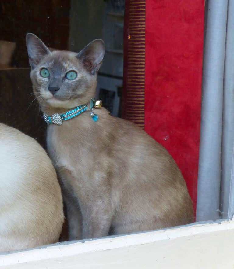 Tonkinese vs. Siamese Cat AZ Animals