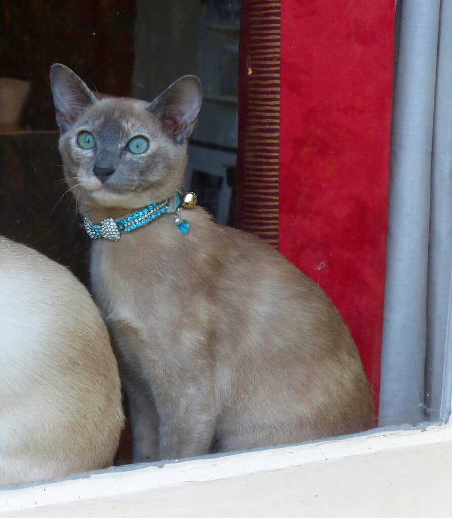 Beautiful Blue Tonkinese Cat Peering out of the window