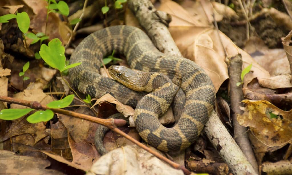 Northern water snake 