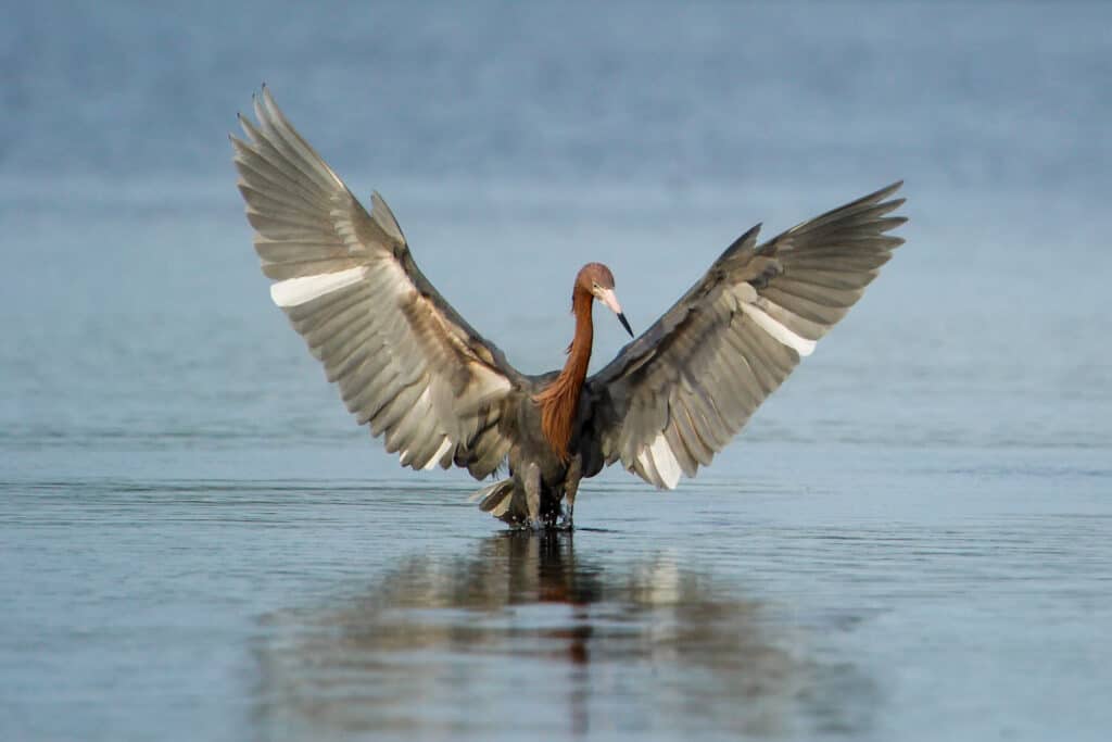 Reddish egret (Egretta rufescens) standing tall in water with its massive wings spread. It has along thin neck. Mostly brown with a white bar / tripe running vertically across each wing. Background is water and distant sky.