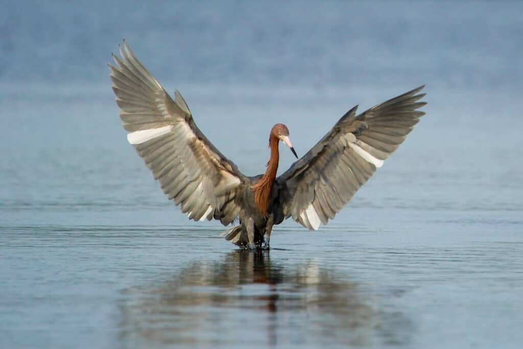 Reddish egret (Egretta rufescens) standing tall in water with its massive wings spread. It has along thin neck. Mostly brown with a white bar / tripe running vertically across each wing. Background is water and distant sky. 