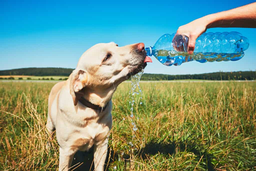 Dog drinking water from bottle