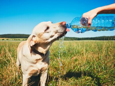 A Can Dogs Drink Gatorade Safely? What Are The Risks?