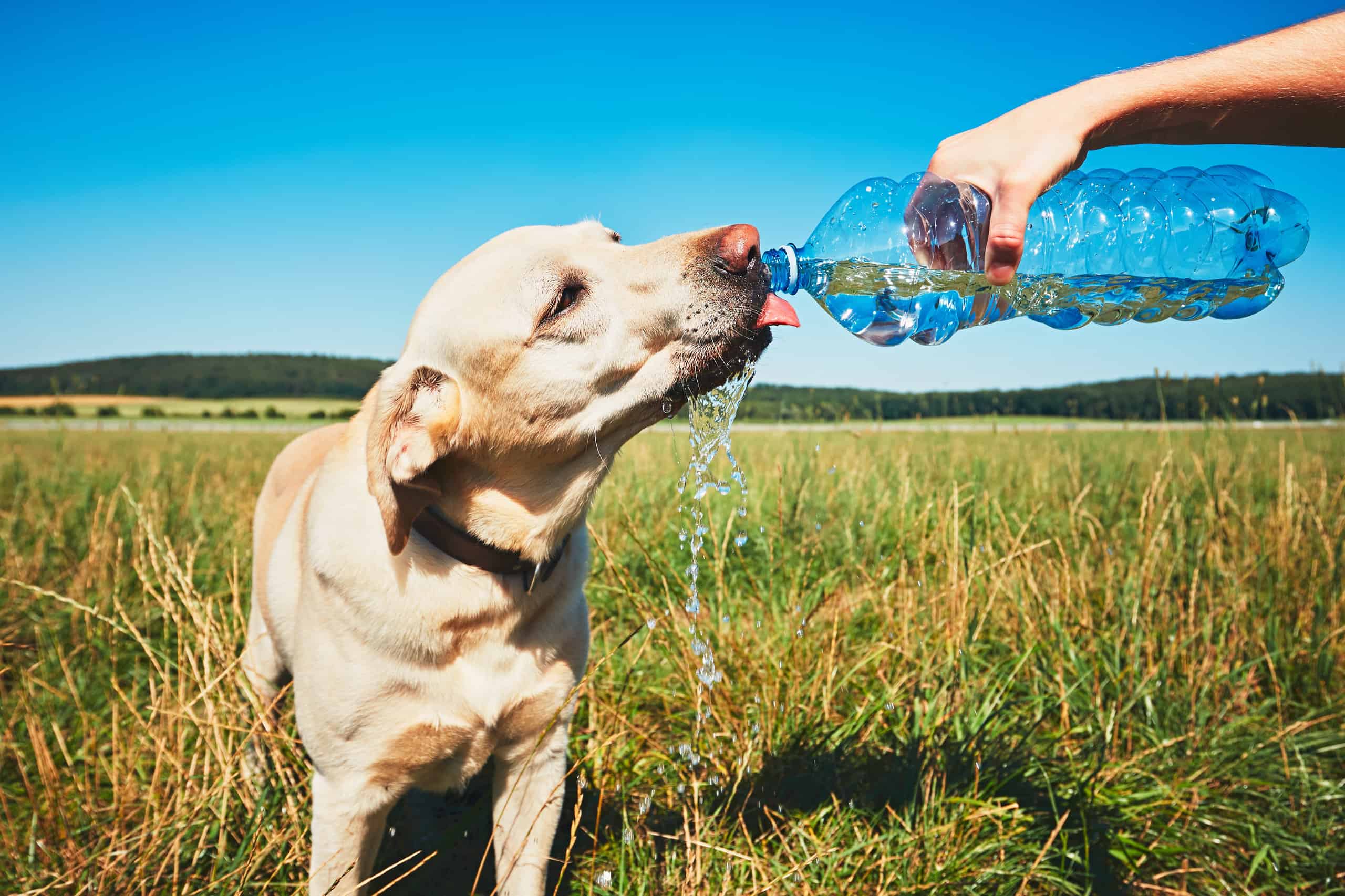 Dog drinking water from bottle