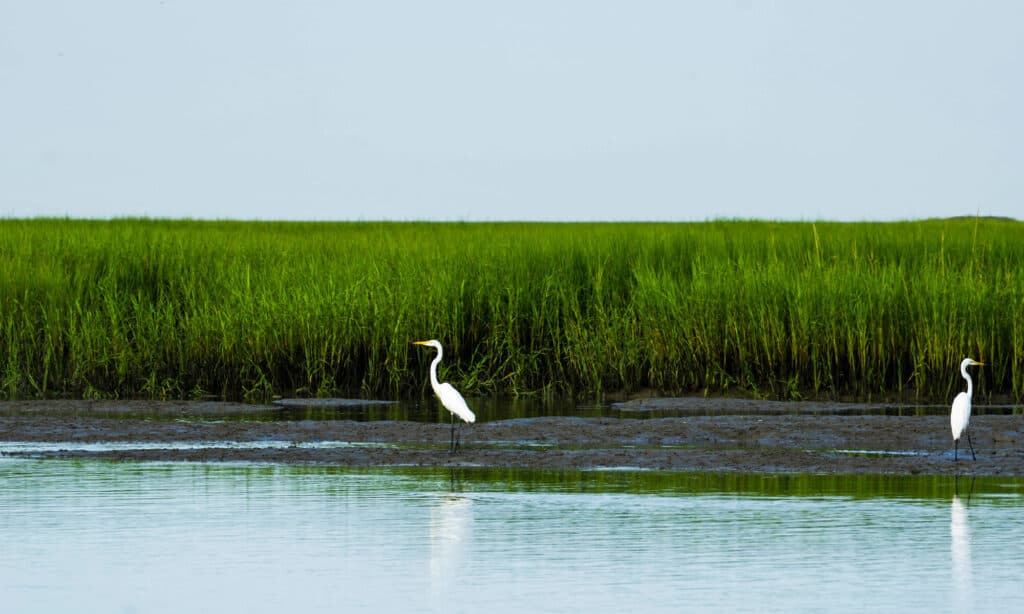 Cape Romain National Wildlife Refuge