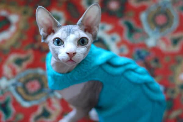 Hairless breeds like Sphynx cats are extra sensitive to cold temperatures and need plenty of sweaters to keep them warm. 
