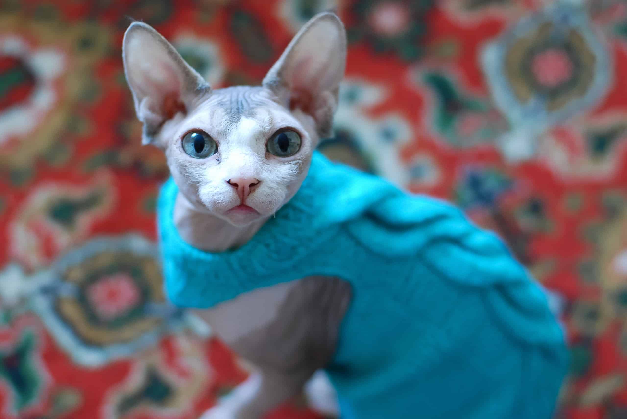 Sphynx cat seriously looking into the camera in a sweater against the backdrop of a sharp carpet