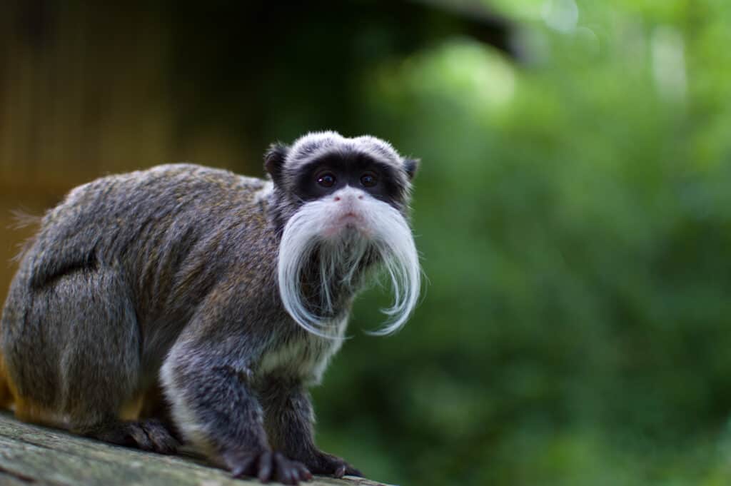 Tamarin Monkeys - Facts, Information & Habitat