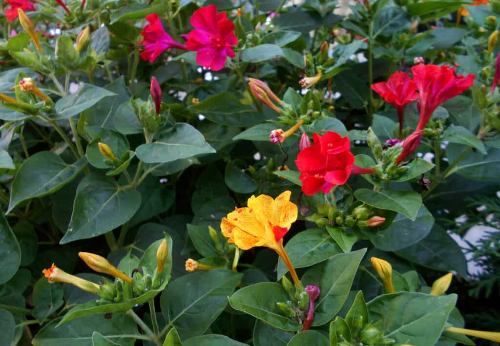 Mirabilis jalapa (Marvel of Peru, Four o'clock flower)