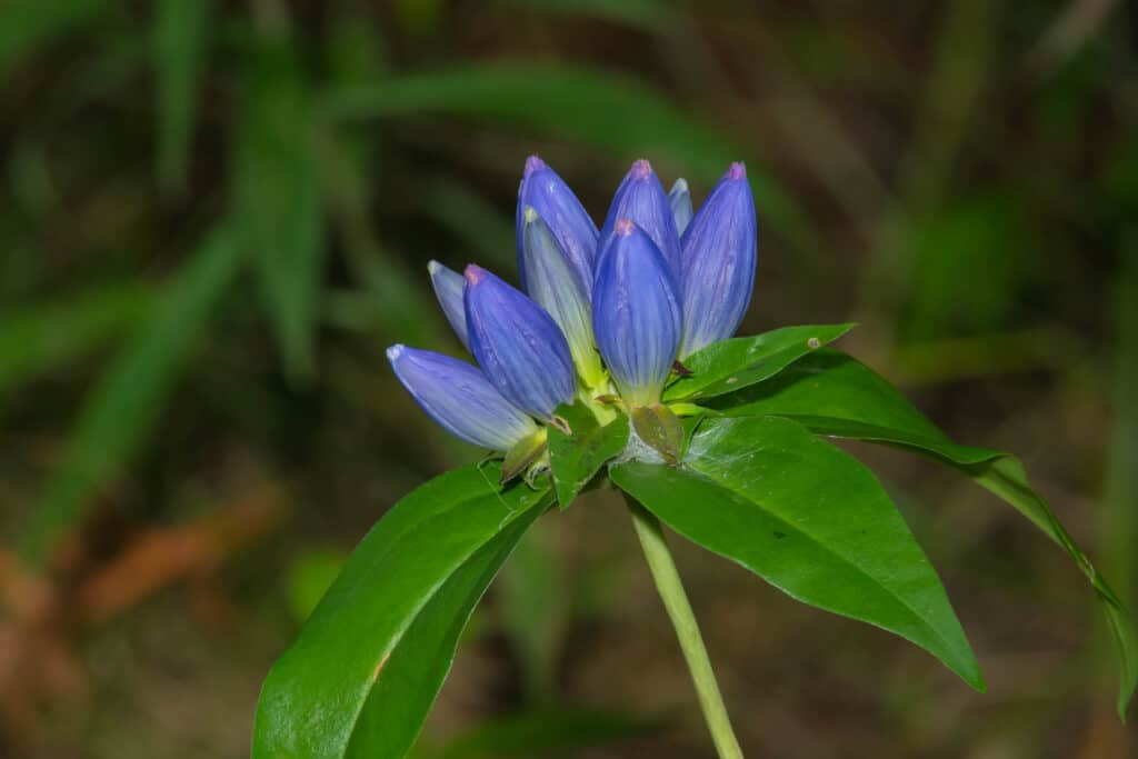 Bottled Gentian flower closeup.