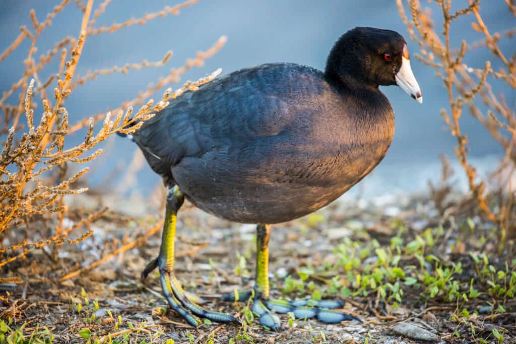 Small Black Bird With White Belly – 9 North American Birds 