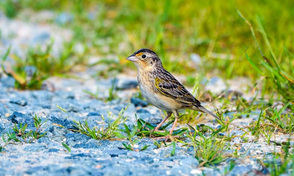 Grasshopper Sparrow