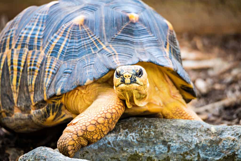 What Are Testudines? Everything You Wanted To Know: tortoise on rocks