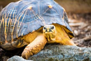 10 Amazing Types of Turtles in Alabama Picture
