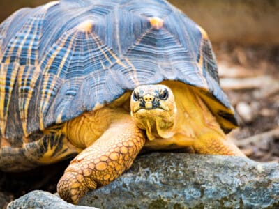 A Real Life Ninja Turtles Team Up to Help Their Friend Stuck Upside Down