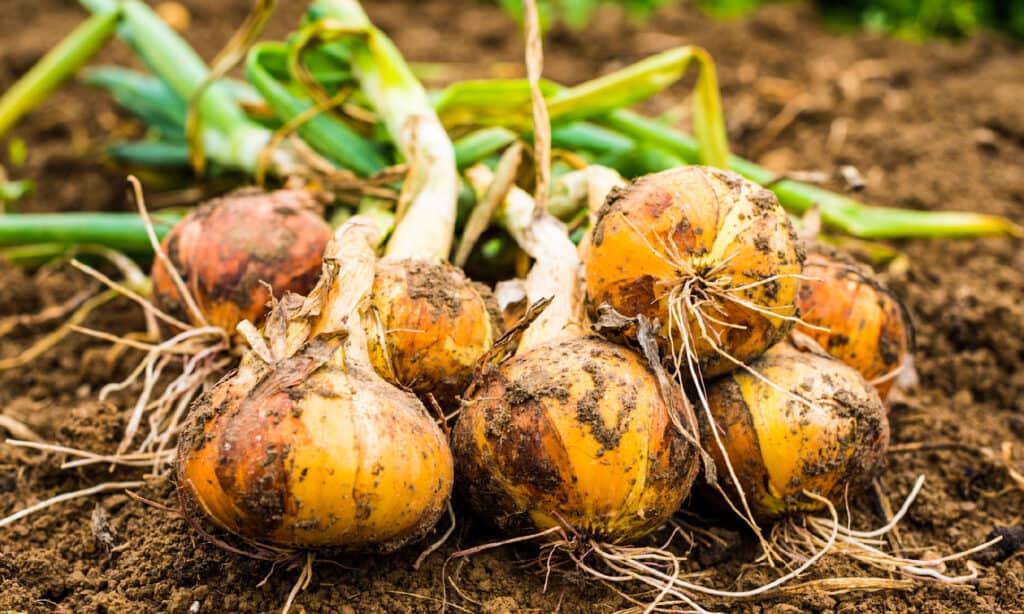 Onion, Crop - Plant, Harvesting, Land, Dirt