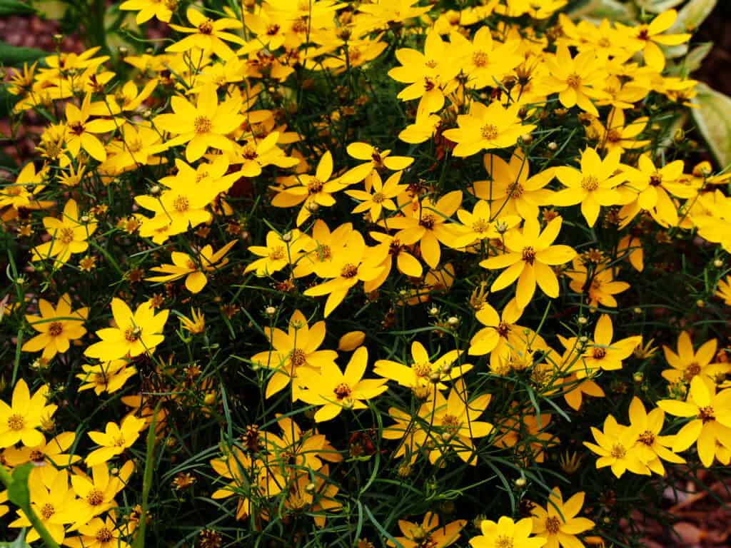 Best Perennial Flowers For Zone 5: Coreopsis verticillate 'Zagreb'