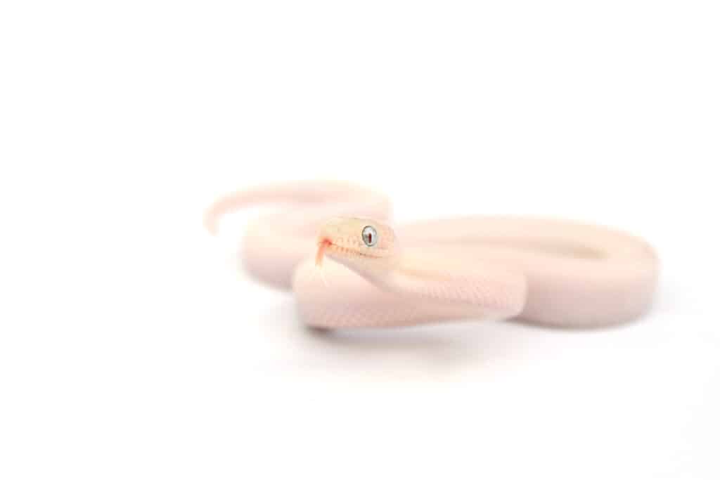 Blue-Eyed Leucistic Python (or Blue-Eyed Lucy)