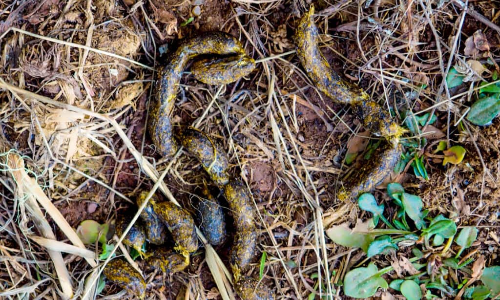 Porcupine Poop